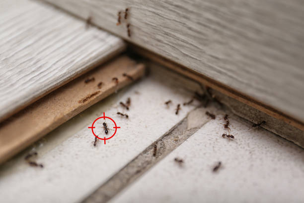 Wildlife Control Services in Berryville, AR