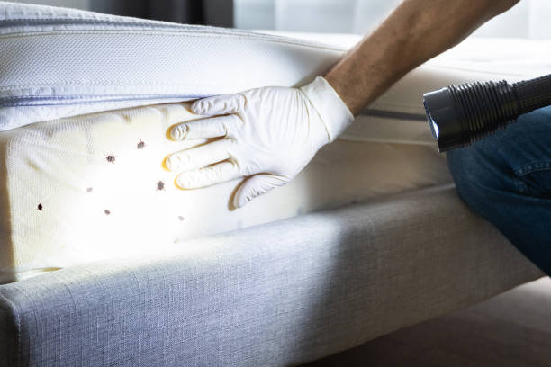 Best Termite Control Services  in Berryville, AR