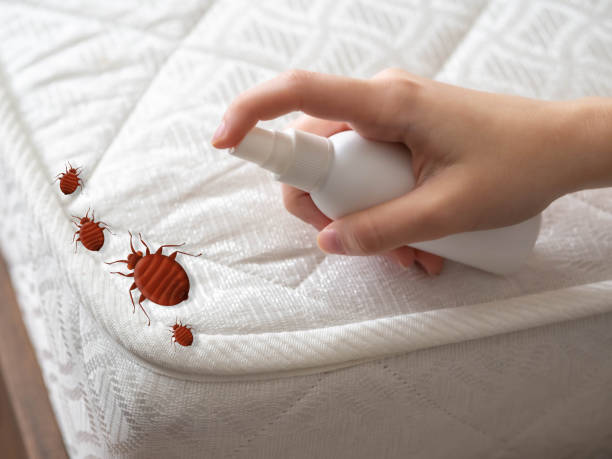 Best Emergency Pest Control  in Berryville, AR