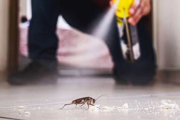 Best Ant Control Services  in Berryville, AR